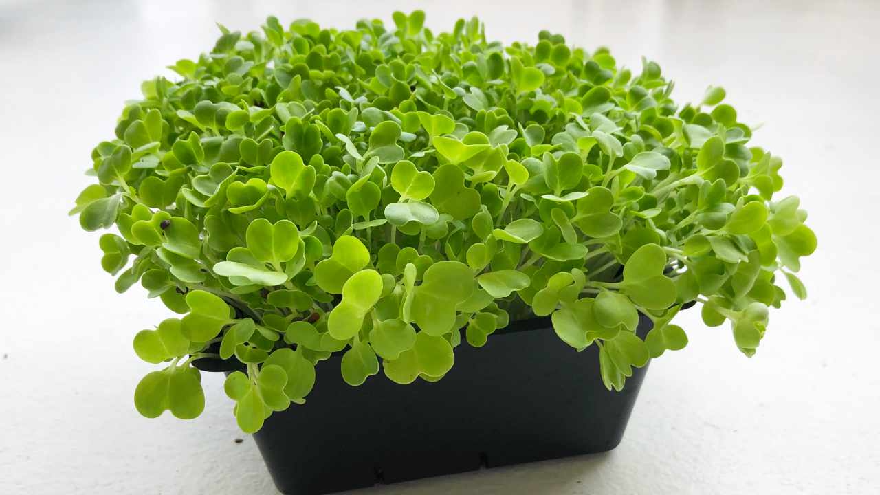 プランターに鉢底石は不要 排水をよくする は間違った事実