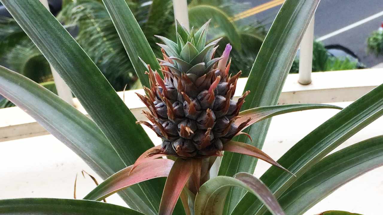 観葉植物にもぴったり ベランダでパイナップルを育てよう